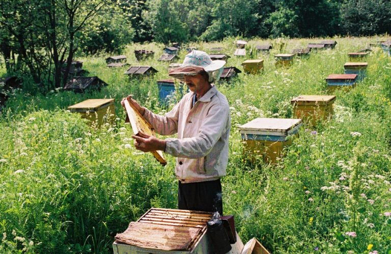 pchelovod-na-paseke-v-Bashkirii